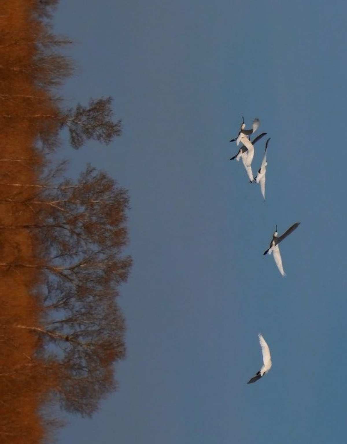 凉鹤美化_凉鹤美化_凉鹤美化