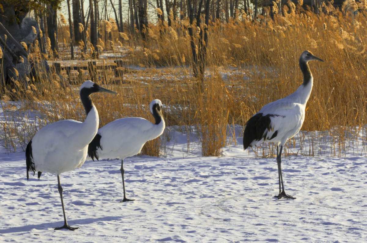 凉鹤美化_凉鹤美化_凉鹤美化