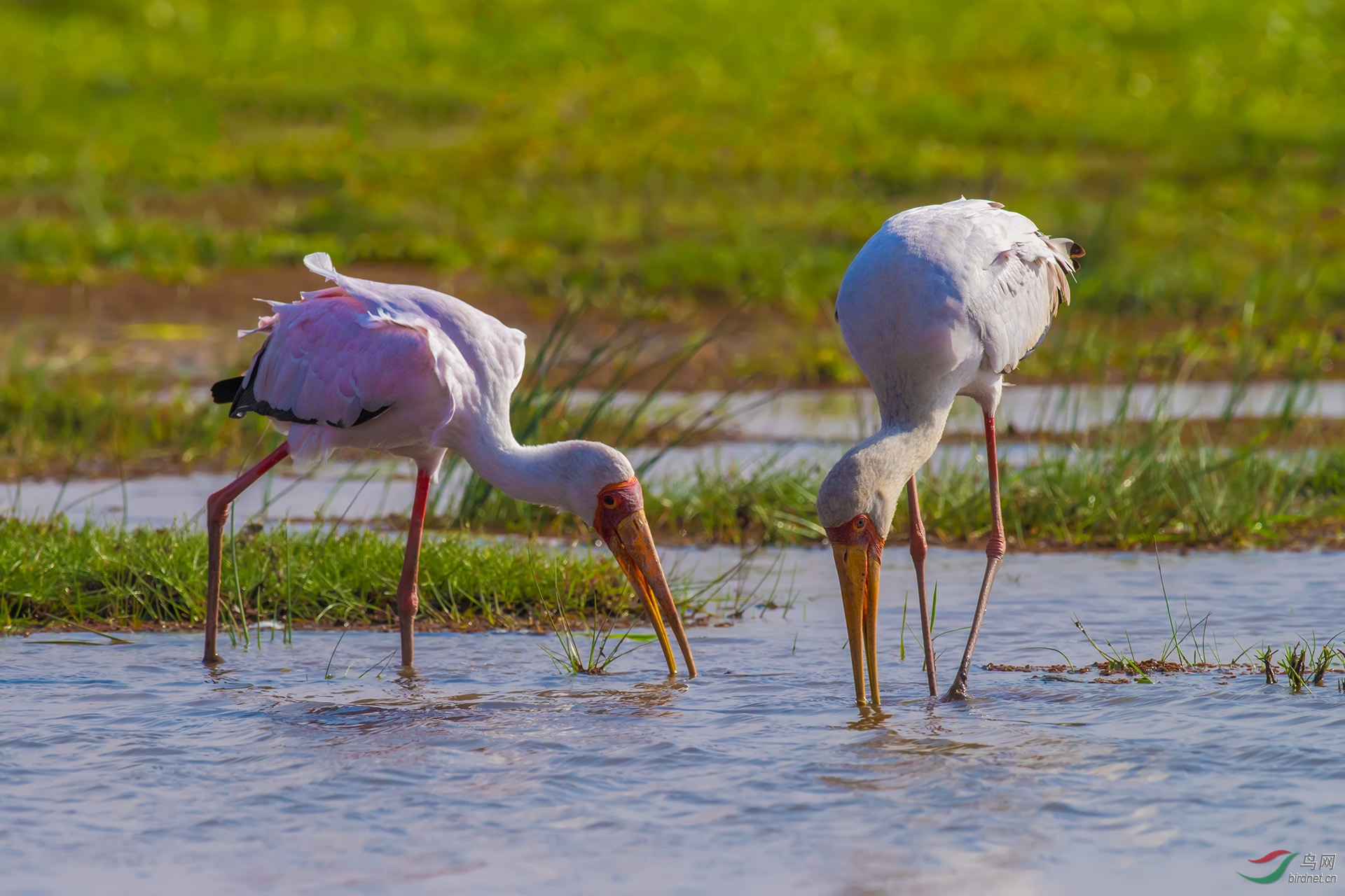 凉鹤美化_凉鹤美化_凉鹤美化