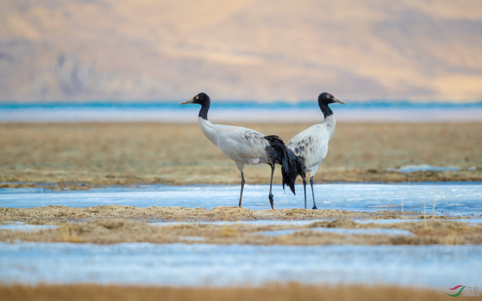 凉鹤美化_凉鹤美化_凉鹤美化