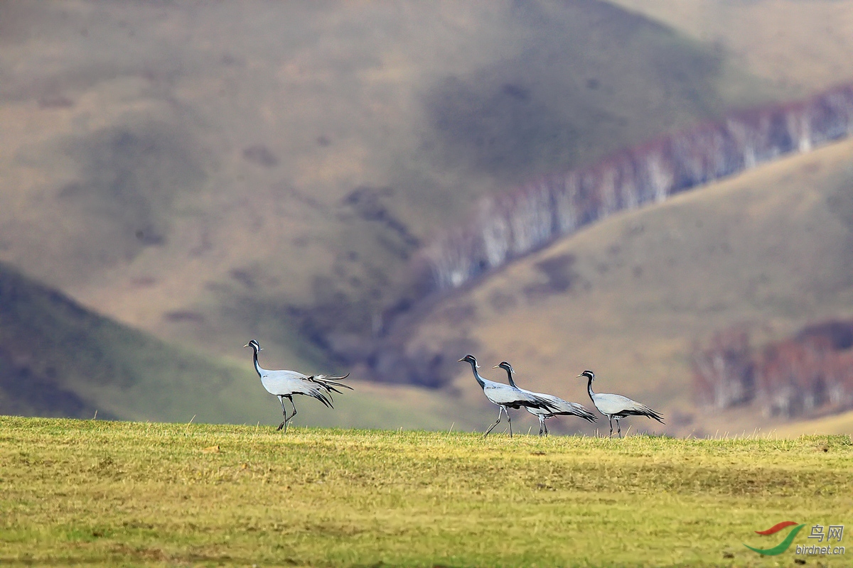 凉鹤美化_凉鹤美化_凉鹤美化