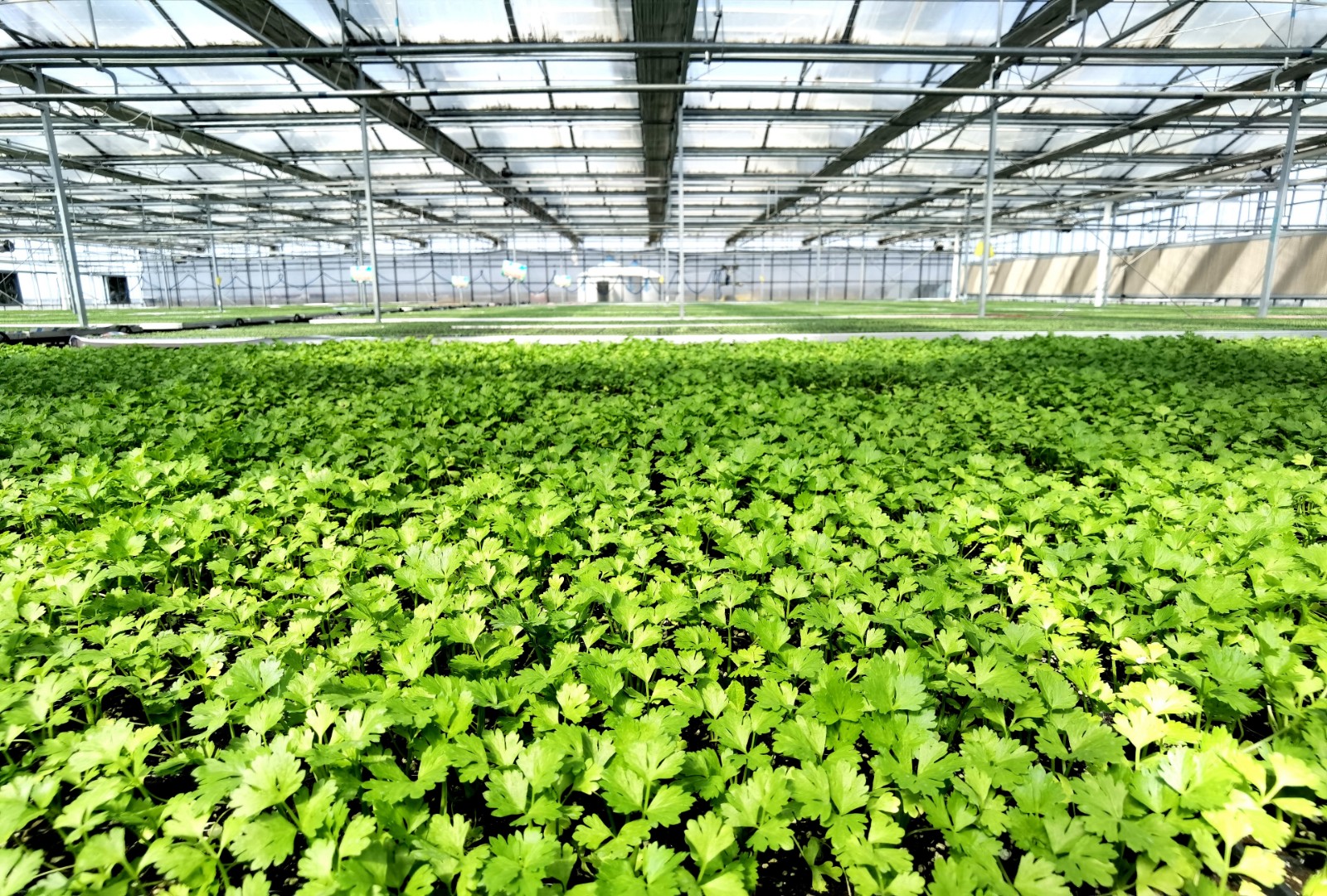 植物精灵游戏_精灵植物手机游戏叫什么_植物精灵手机游戏