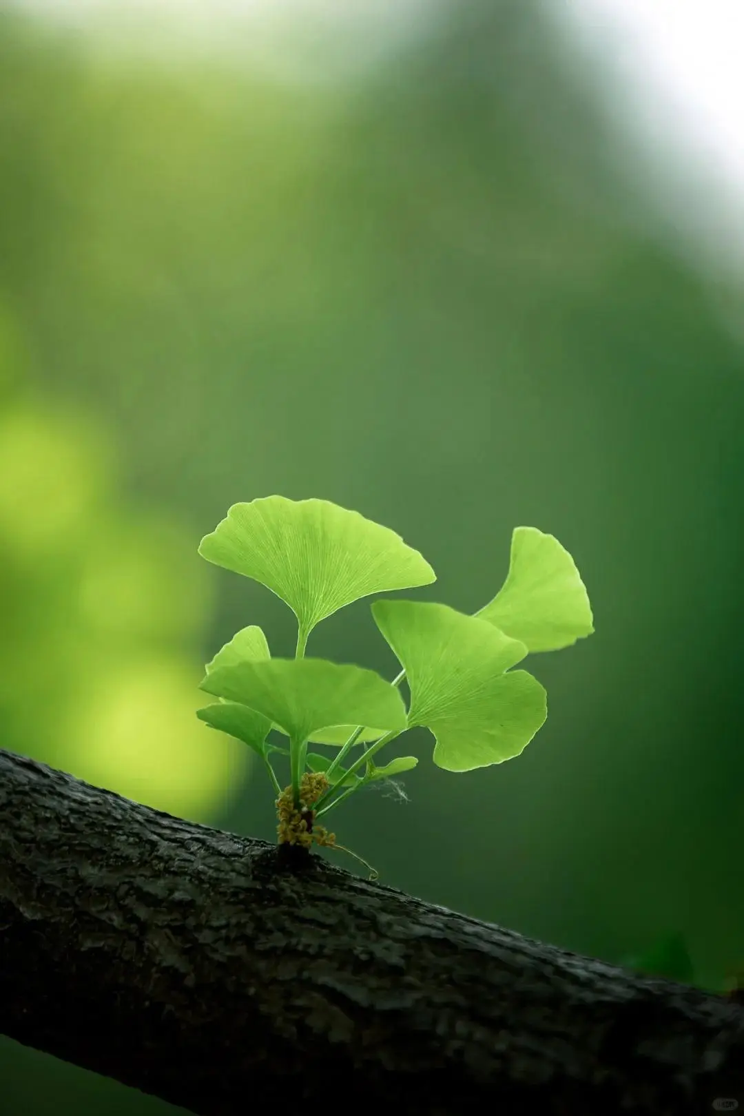 手机鱼游戏_鱼手游下载软件_手游鱼下载