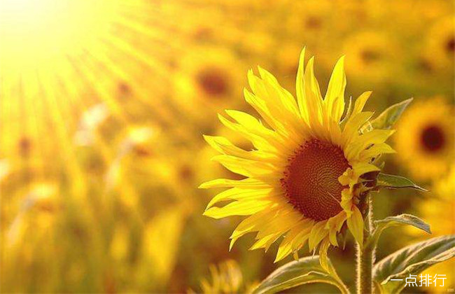 玩手机游戏对青少年的危害_玩手机游戏的危害_手机玩mdf游戏