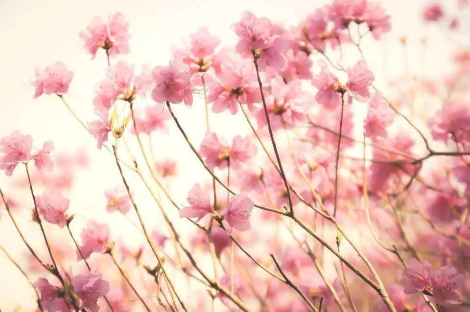 安乐冈花火_安乐冈花火日文名_安乐冈花火结局