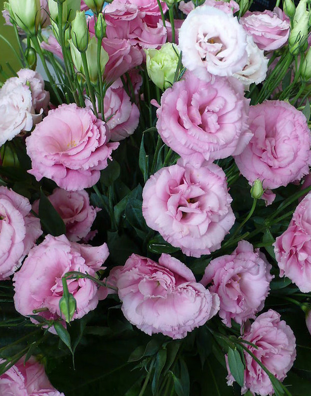 白花恋诗_恋花的意思_媟恋花蓸思义