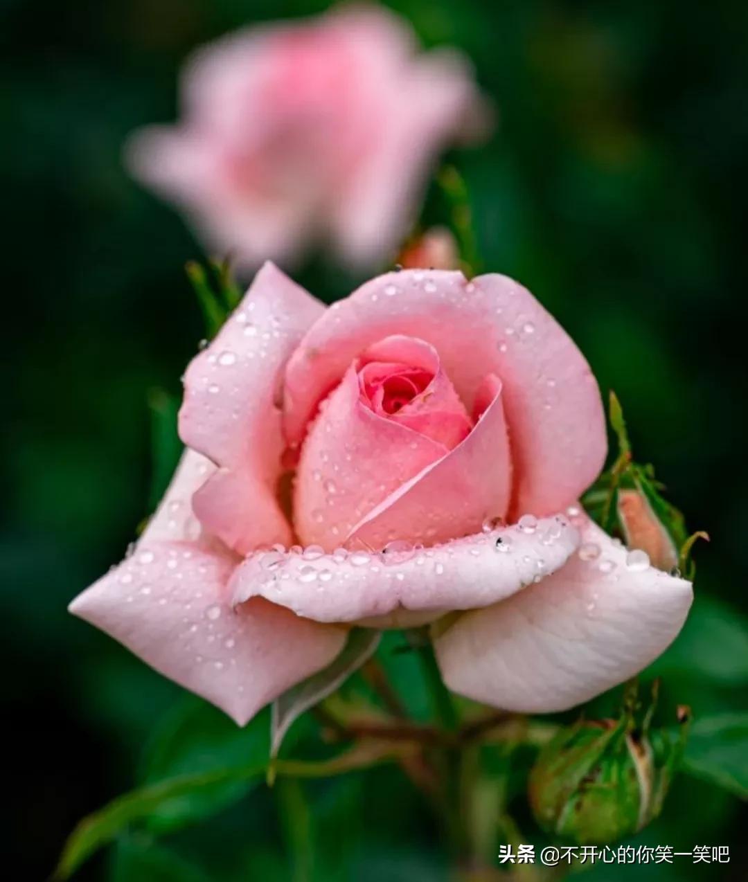 恋花的意思_媟恋花蓸思义_白花恋诗