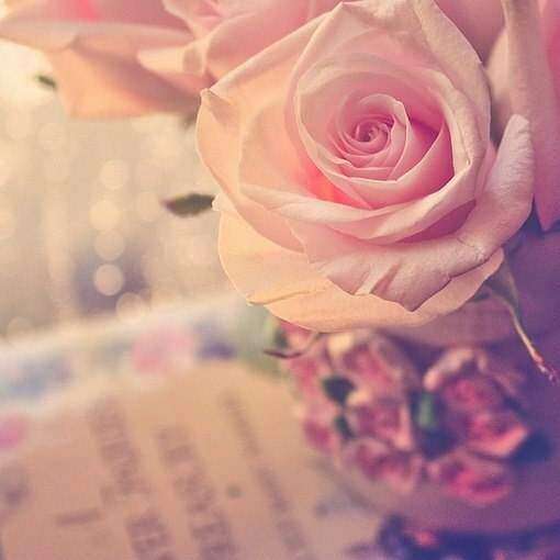 恋花的意思_媟恋花蓸思义_白花恋诗