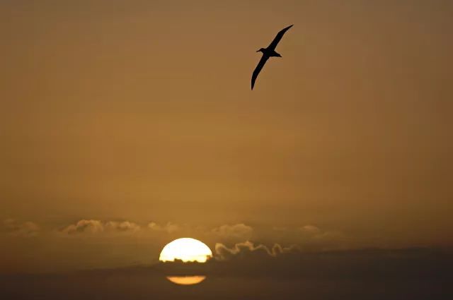 芙劳波_芙劳波百科_芙劳波和阿姆罗