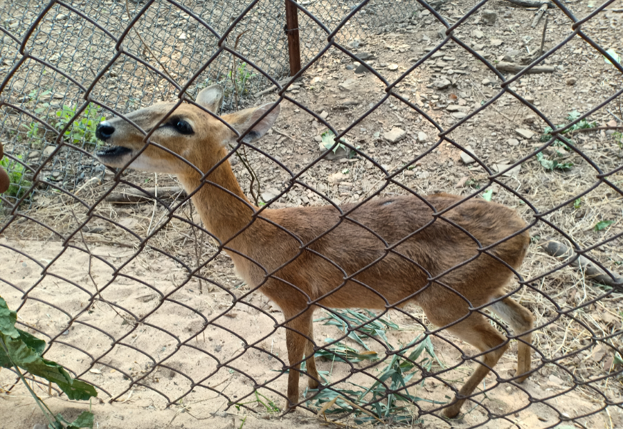 安装Python3.8_centos7安装python3_Linux安装Python3