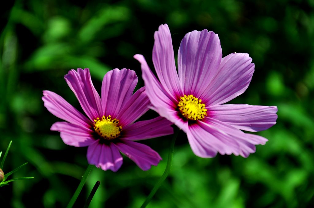 夏目蓝_夏目蓝_夏目蓝