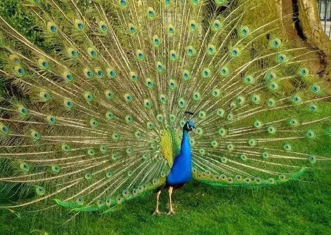 宇宙手机游戏怎么玩_宇宙游戏手机版_手机游戏宇宙