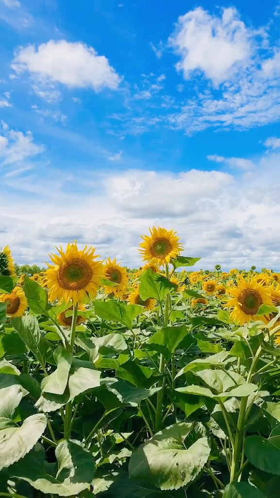 中泽匡智配音作品_中泽匡智_中医匡泽红