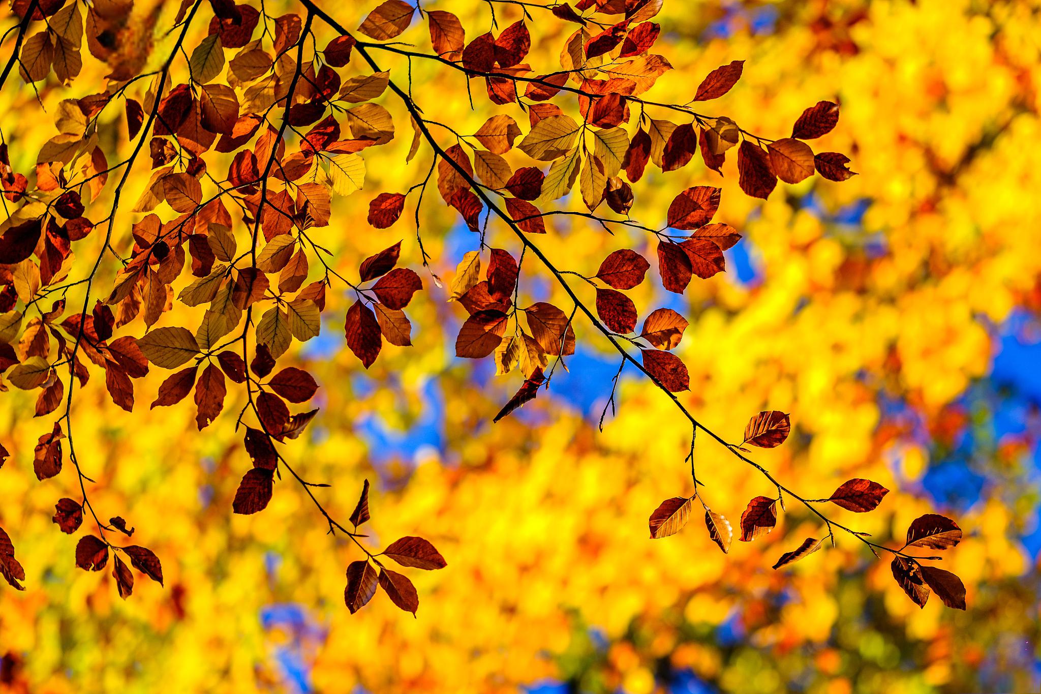 合成小树的游戏_合成树手机游戏推荐_手机游戏 树 合成