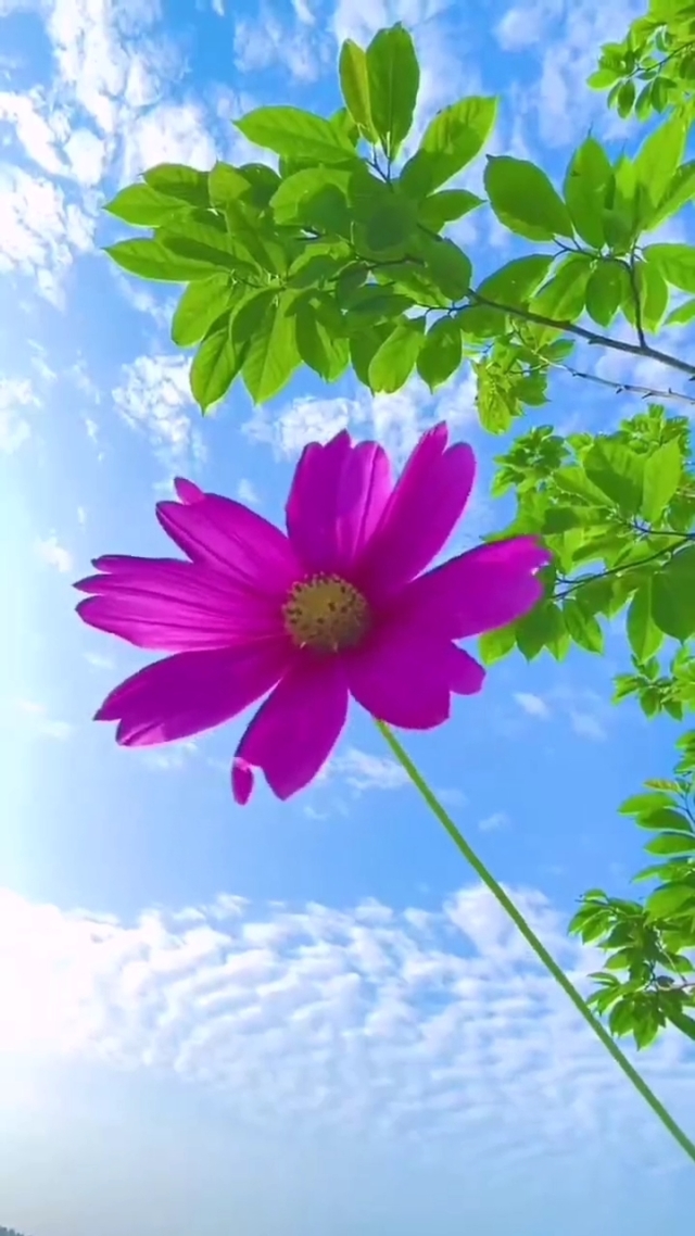 吃花的视频_小人吃花游戏_手机游戏吃花