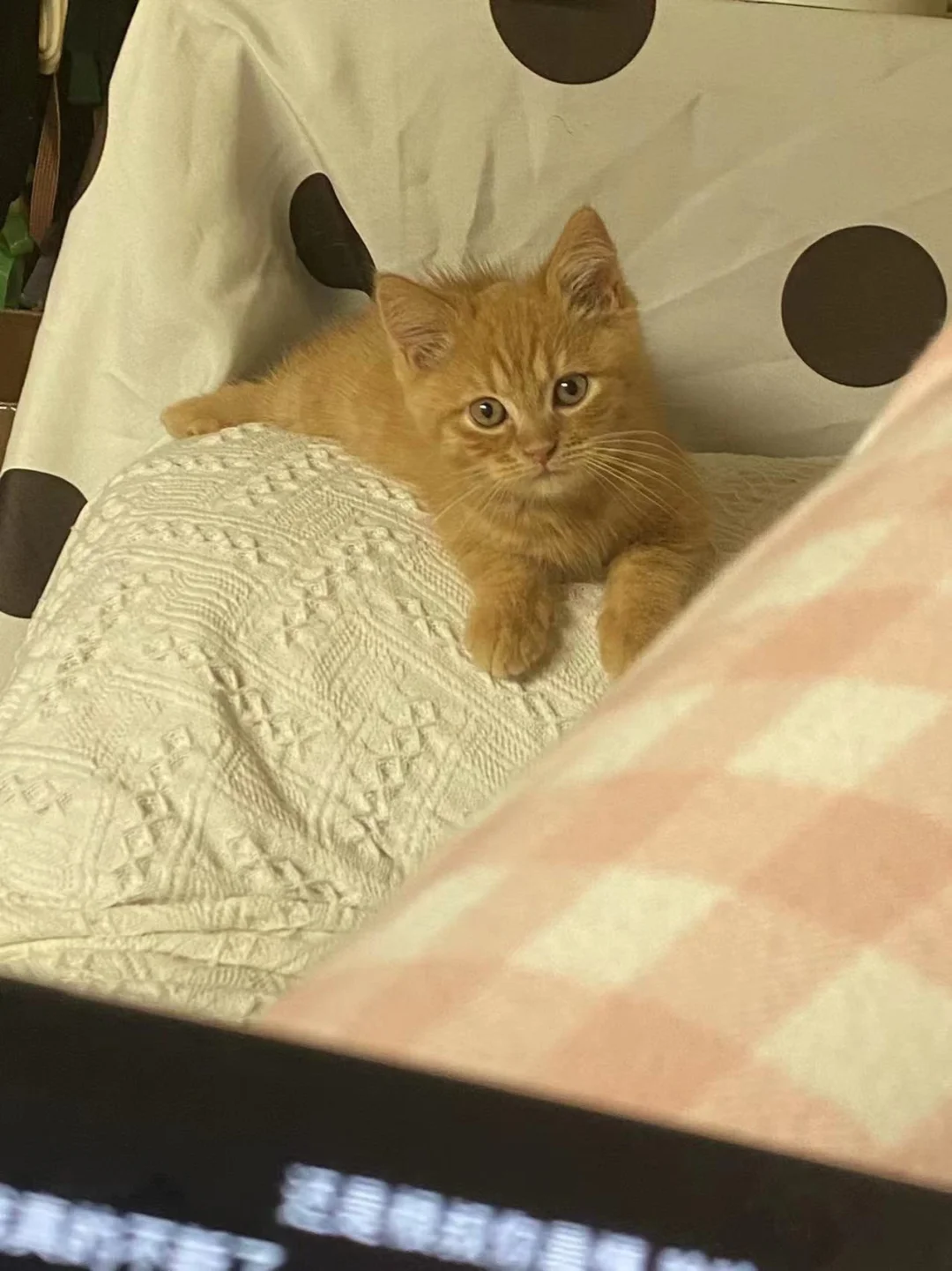 苹果icloud照片怎么恢复到手机里_苹果照片从icloud恢复_ios恢复照片icloud