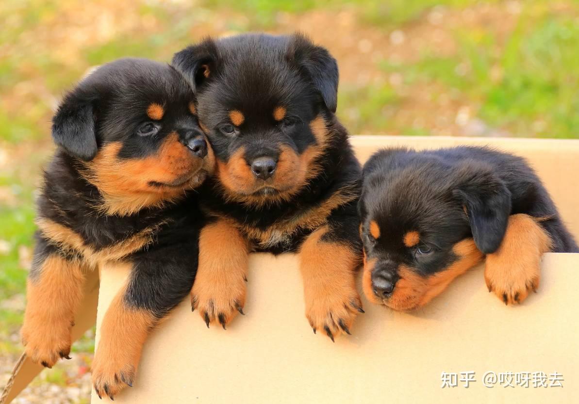 苹果icloud照片怎么恢复到手机里_ios恢复照片icloud_苹果照片从icloud恢复