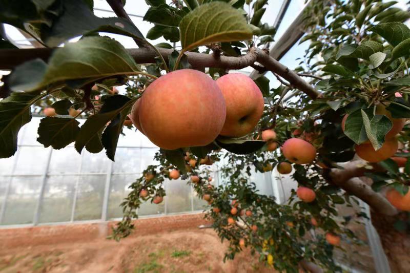 apple序列号查询网址_iphone序列码查询官网_苹果官网查序列号入口