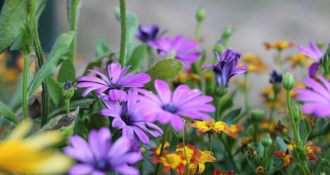 羊火什么字_羊火叶又叫什么药名_火羊