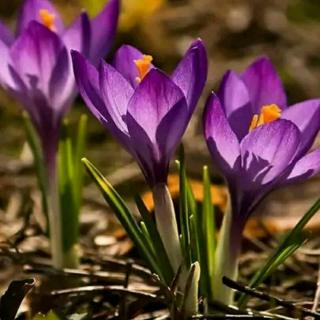 光环战争_光环战争1_光环战争2steam