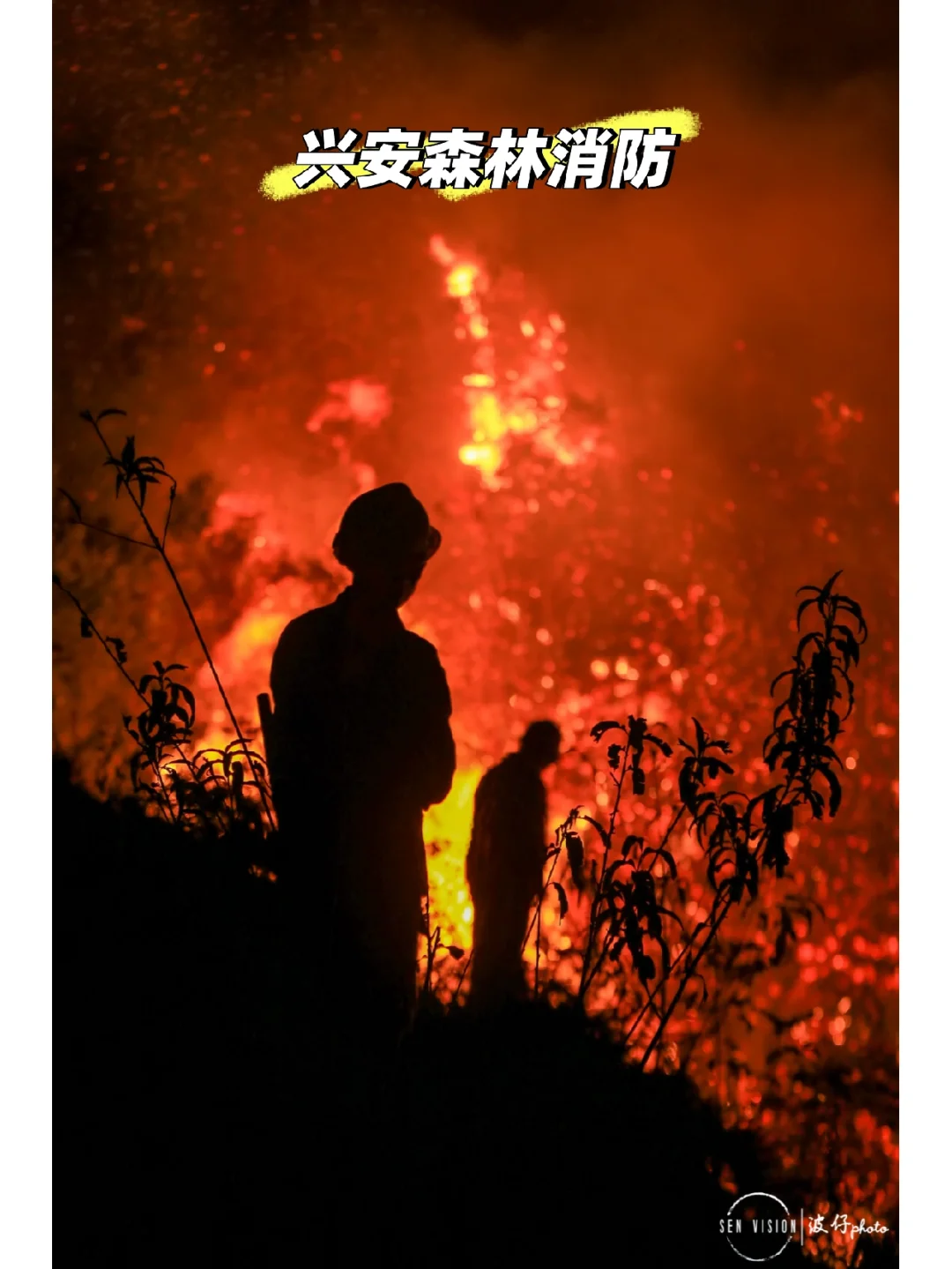 角鸮图片_角鸮怎么读_角鸮