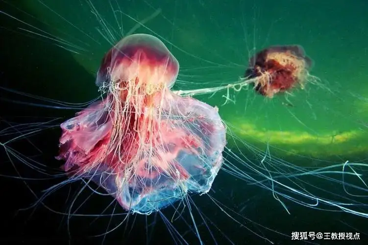 探索深海奇迹：水精鳞，如水晶般透明的神秘生物