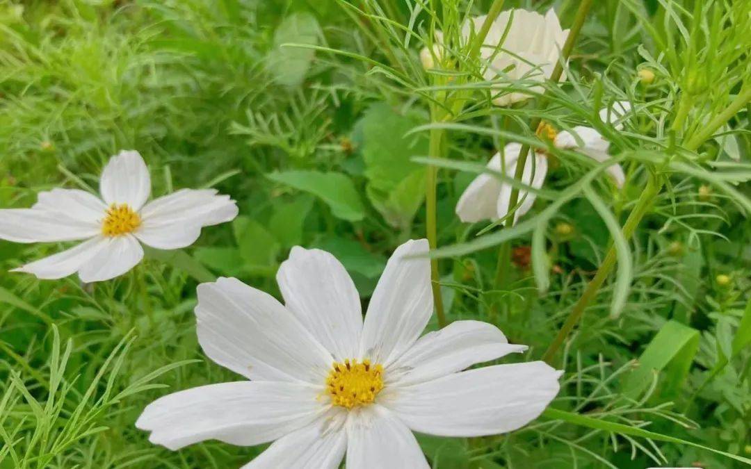手机游戏最后希望之花_希望游戏_暗黑2最后希望